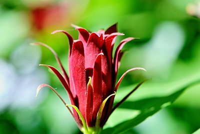 Calycanthus floridus - sazaník květnatý - rozvíjející se květ - detail